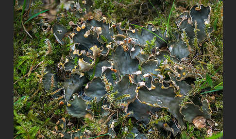 Salat-Schildflechte (Peltigera hymenina)