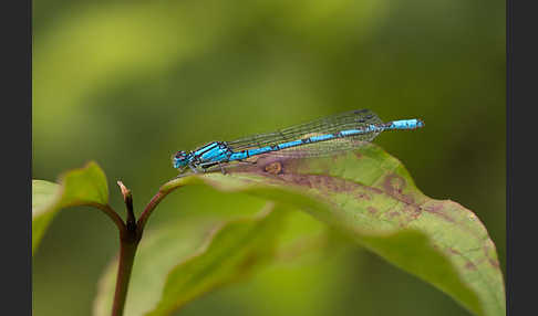 Becher-Azurjungfer (Enallagma cyathigerum)