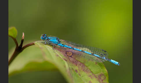 Becher-Azurjungfer (Enallagma cyathigerum)