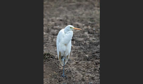 Silberreiher (Egretta alba)