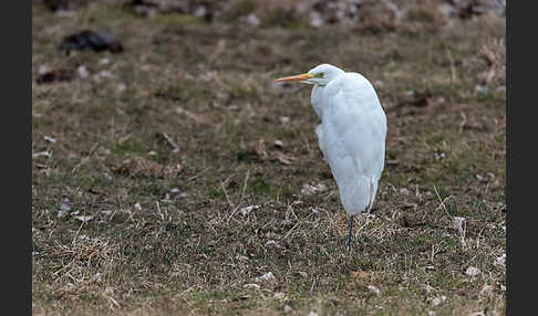 Silberreiher (Egretta alba)