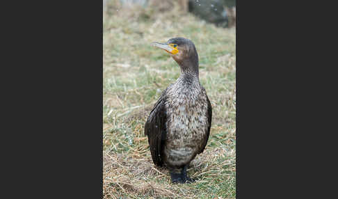 Kormoran (Phalacrocorax carbo)