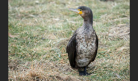 Kormoran (Phalacrocorax carbo)