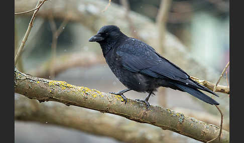 Rabenkrähe (Corvus corone corone)