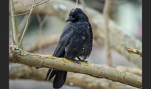 Rabenkrähe (Corvus corone corone)