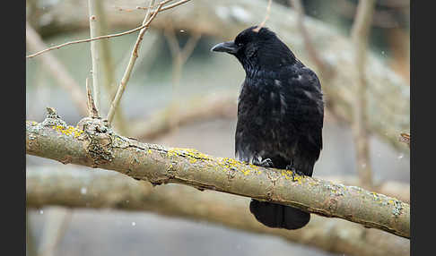 Rabenkrähe (Corvus corone corone)