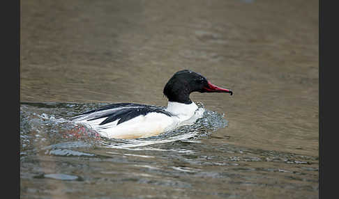 Gänsesäger (Mergus merganser)