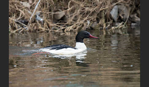 Gänsesäger (Mergus merganser)