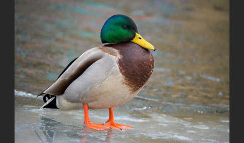 Stockente (Anas platyrhynchos)