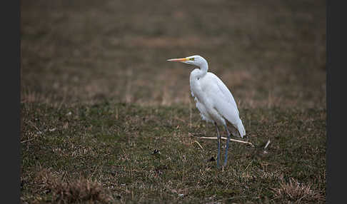 Silberreiher (Egretta alba)