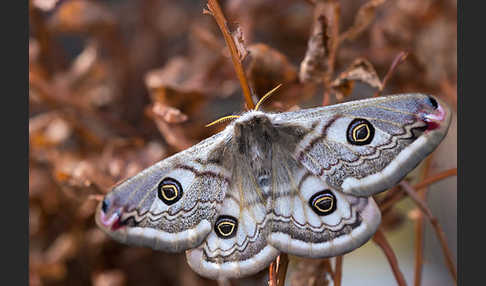 Kleines Nachtpfauenauge (Saturnia pavonia)