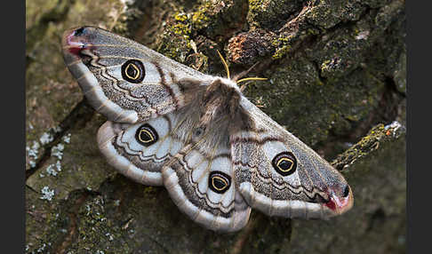 Kleines Nachtpfauenauge (Saturnia pavonia)