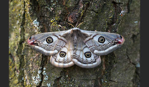 Kleines Nachtpfauenauge (Saturnia pavonia)