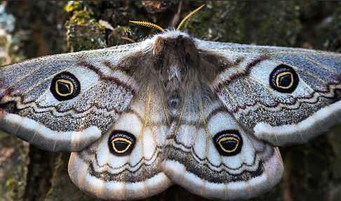 Kleines Nachtpfauenauge (Saturnia pavonia)