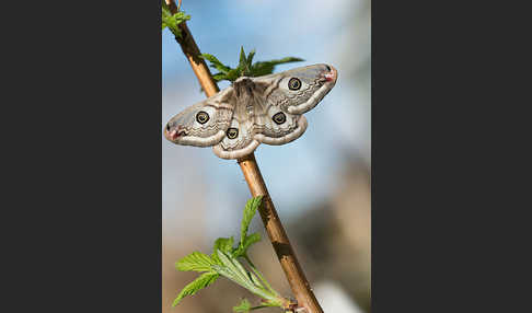 Kleines Nachtpfauenauge (Saturnia pavonia)