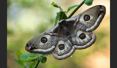 Kleines Nachtpfauenauge (Saturnia pavonia)