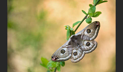 Kleines Nachtpfauenauge (Saturnia pavonia)