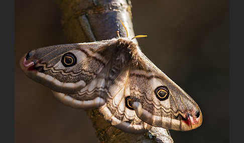 Kleines Nachtpfauenauge (Saturnia pavonia)