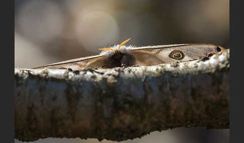 Kleines Nachtpfauenauge (Saturnia pavonia)