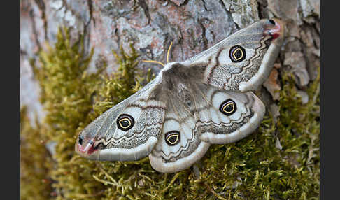 Kleines Nachtpfauenauge (Saturnia pavonia)