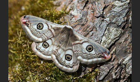 Kleines Nachtpfauenauge (Saturnia pavonia)