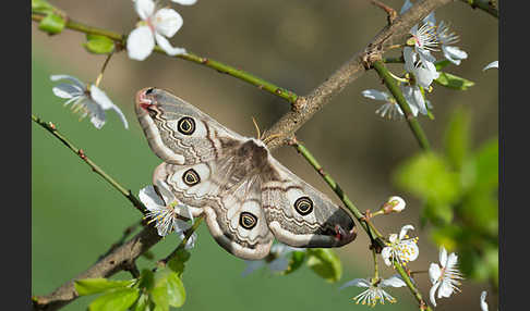 Kleines Nachtpfauenauge (Saturnia pavonia)