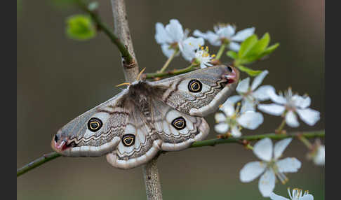 Kleines Nachtpfauenauge (Saturnia pavonia)