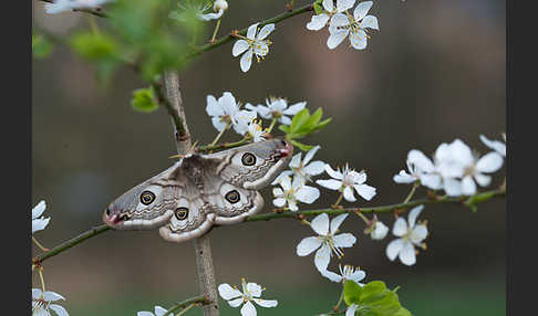 Kleines Nachtpfauenauge (Saturnia pavonia)