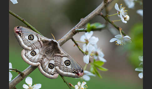 Kleines Nachtpfauenauge (Saturnia pavonia)