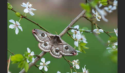 Kleines Nachtpfauenauge (Saturnia pavonia)