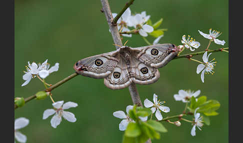 Kleines Nachtpfauenauge (Saturnia pavonia)