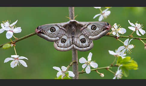 Kleines Nachtpfauenauge (Saturnia pavonia)