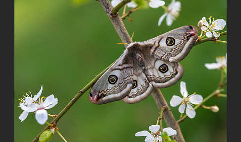 Kleines Nachtpfauenauge (Saturnia pavonia)