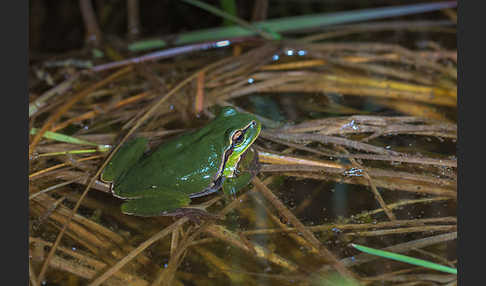 Laubfrosch (Hyla arborea)