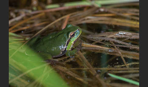 Laubfrosch (Hyla arborea)