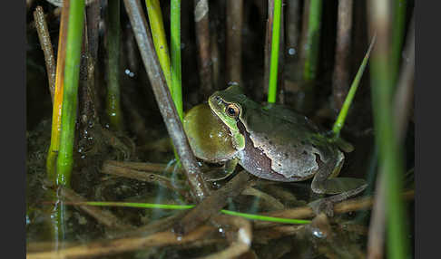 Laubfrosch (Hyla arborea)