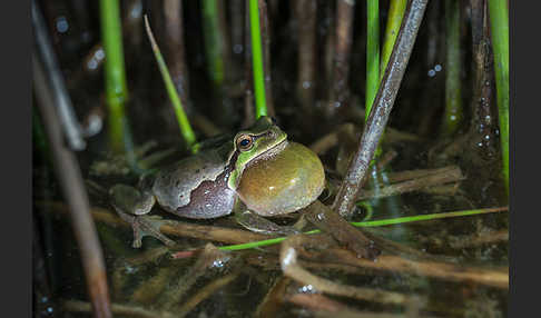 Laubfrosch (Hyla arborea)