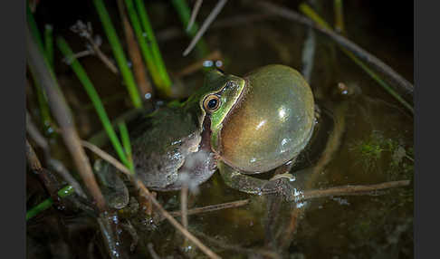 Laubfrosch (Hyla arborea)