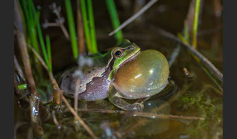 Laubfrosch (Hyla arborea)