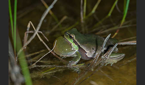 Laubfrosch (Hyla arborea)