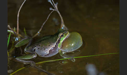 Laubfrosch (Hyla arborea)