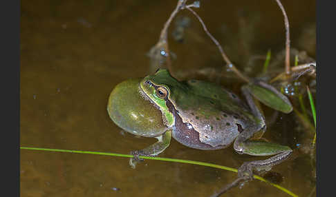 Laubfrosch (Hyla arborea)