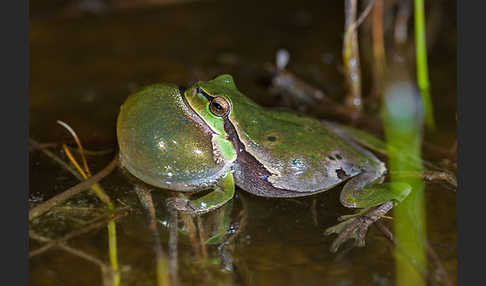 Laubfrosch (Hyla arborea)