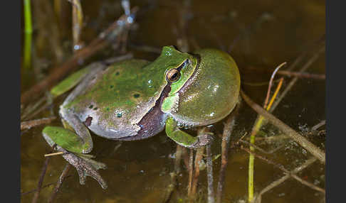 Laubfrosch (Hyla arborea)