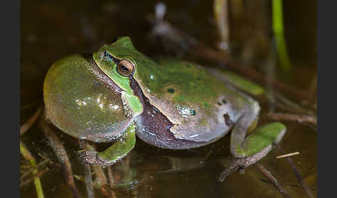 Laubfrosch (Hyla arborea)