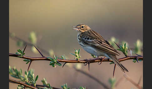 Baumpieper (Anthus trivialis)