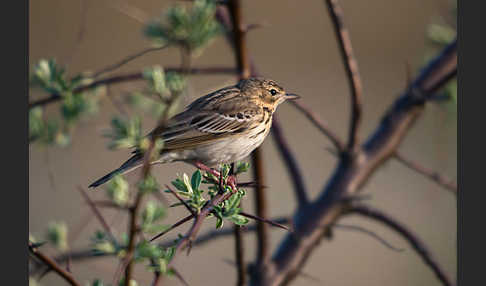 Baumpieper (Anthus trivialis)