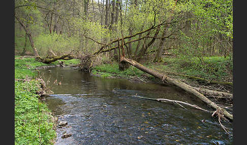 Thüringen (Thuringia)