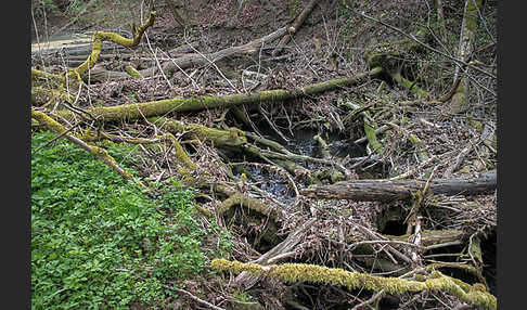 Thüringen (Thuringia)