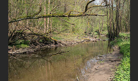 Thüringen (Thuringia)